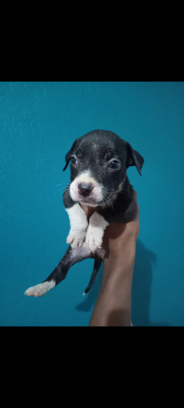 Adorable Purebred Pitbull Puppies 