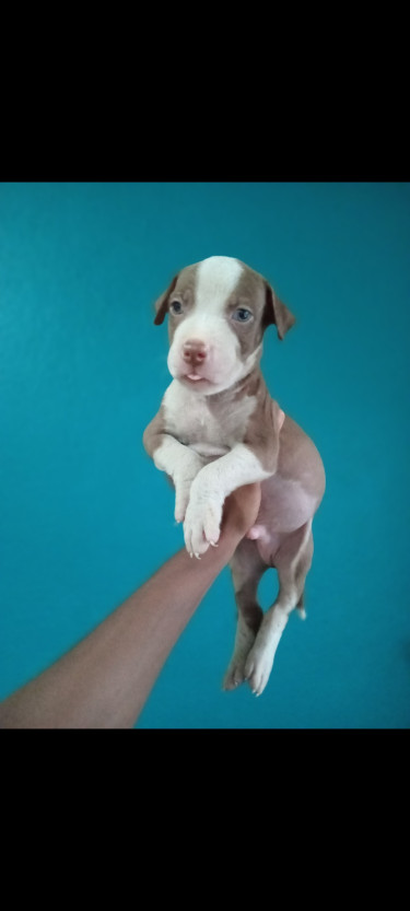 Adorable Purebred Pitbull Puppies 