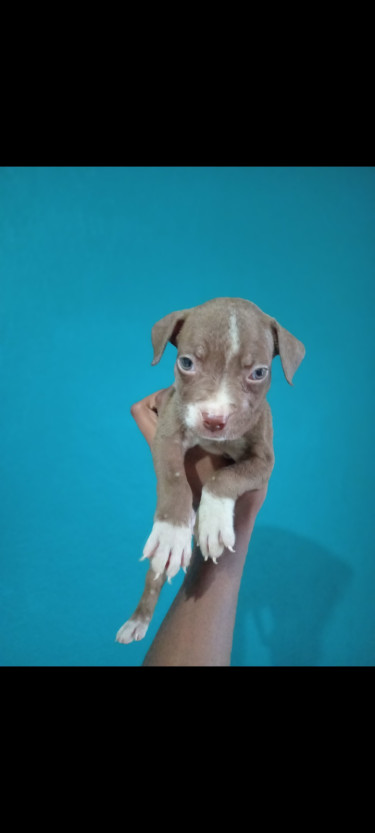 Adorable Purebred Pitbull Puppies 