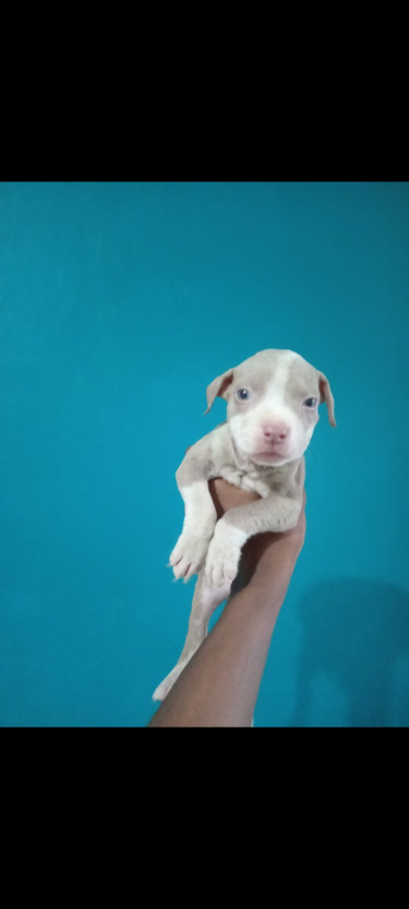 Adorable Purebred Pitbull Puppies 