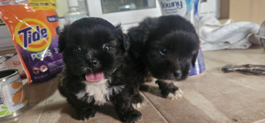 Shih Tzu Chihuahua Mixed Pups