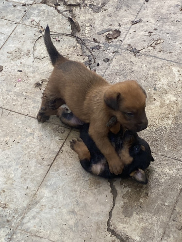 Bull Sheppard Mix