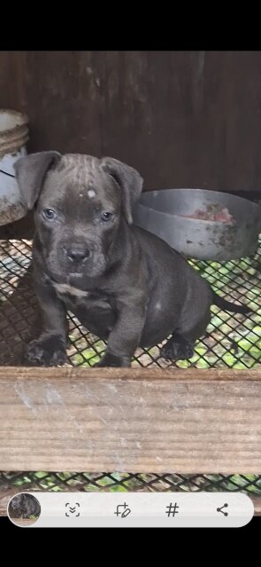 Blue Pocket Bully Female