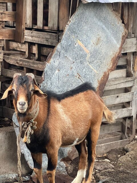 Male Nubian Goat