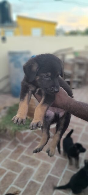 German Shepherd Puppies