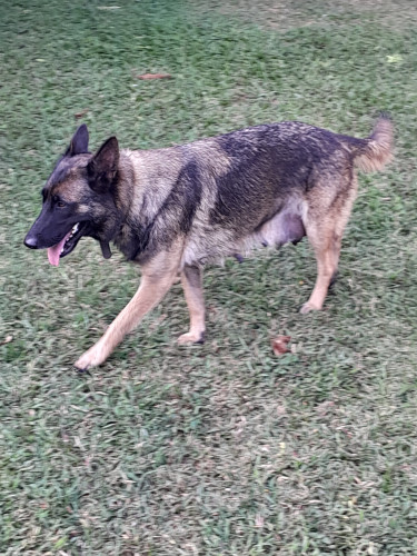 German Shepherd Mixed Puppies