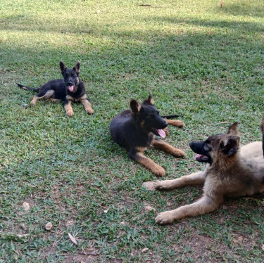 German Shepherd Mixed Puppies