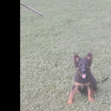 German Shepherd Mixed Puppies