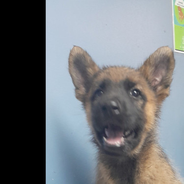 German Shepherd Mixed Puppies