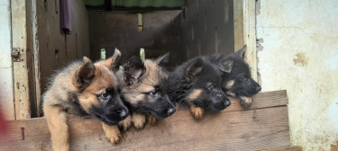 German Shepherd Mixed Puppies