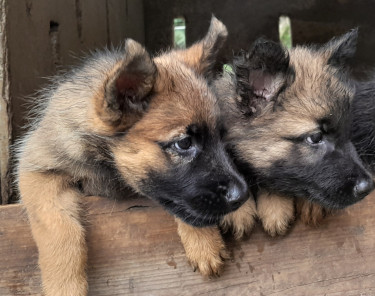 German Shepherd Mixed Puppies