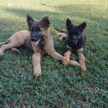 German Shepherd Mixed Puppies