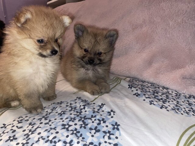 Male Fullbred Pomeranian Available