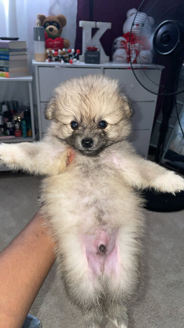 Male Fullbred Pomeranian Available