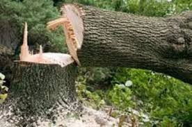 Tree Cutting Services 