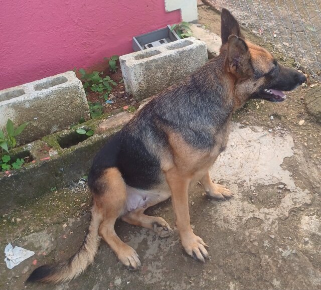 3yr Old German Shepherd Female