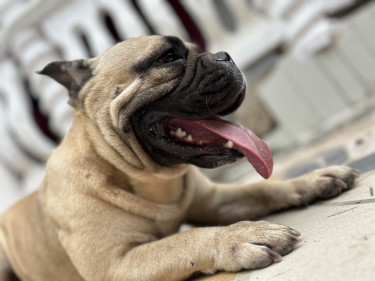 English Bulldog X French Bulldog  Female 