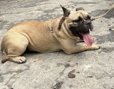 English Bulldog X French Bulldog  Female 