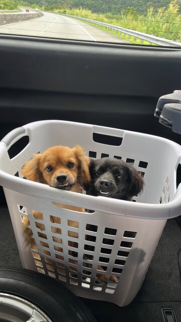 11 Months Pomeranian X Cocker Spaniel Pups