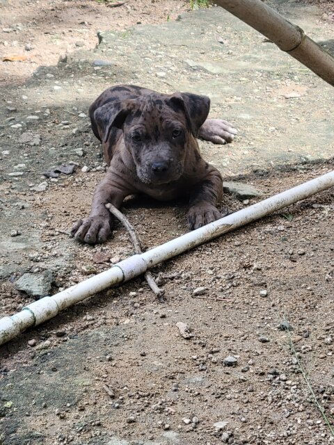 Pitbull Puppy