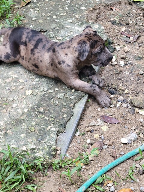 Pitbull Puppy