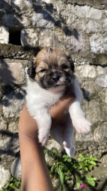 Pomeranian - Shih Tzu Pups