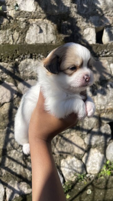 Pomeranian - Shih Tzu Pups