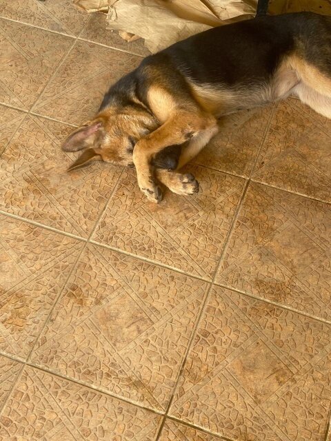 Female German Shepherd  8 Months Old