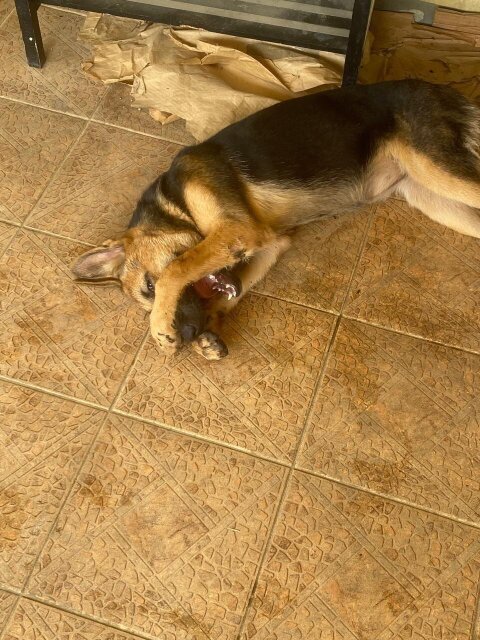 Female German Shepherd  8 Months Old