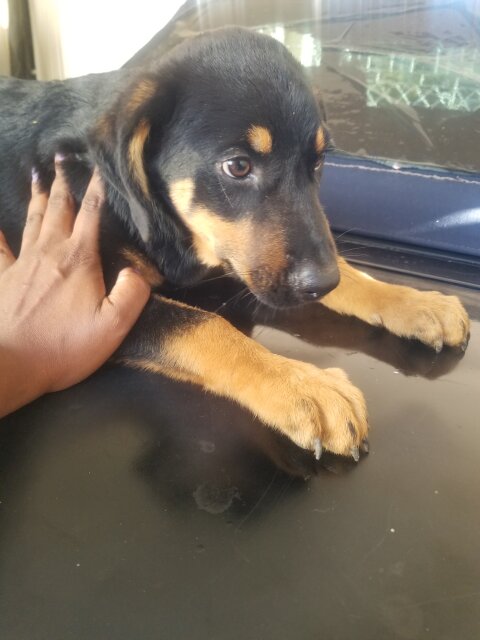 Rotty/Shepard Mix Puppies Two Left