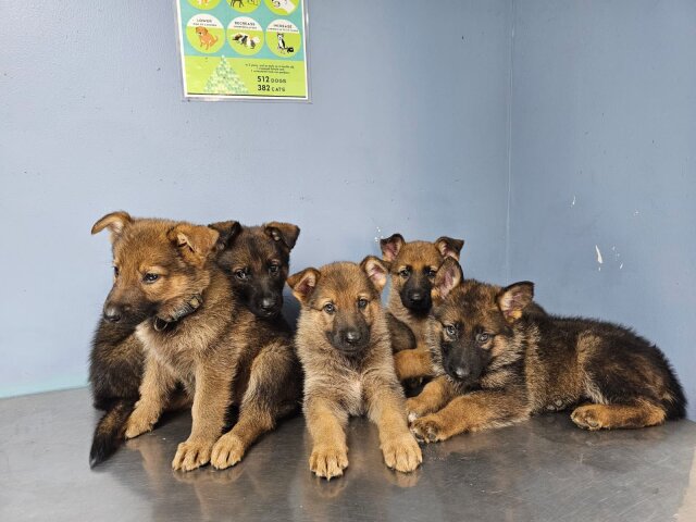 Unregistered German Shepherd Puppies For SALE