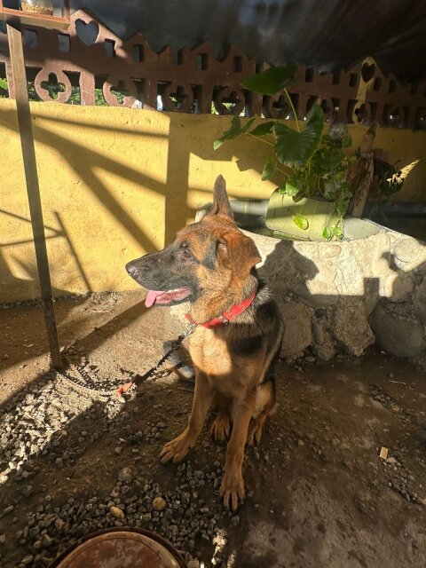 6 Month Old GERMAN SHEPHERD FOR SALE