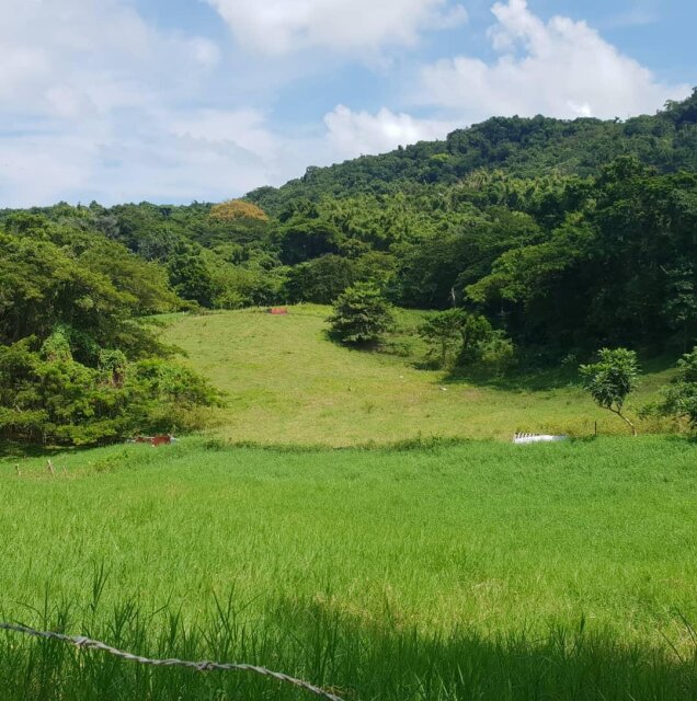 Farm Land, 5 Acres In Lilyfield, St. Ann, $5.5m