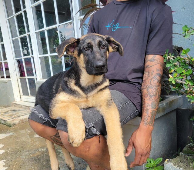 German Shepherd Puppy