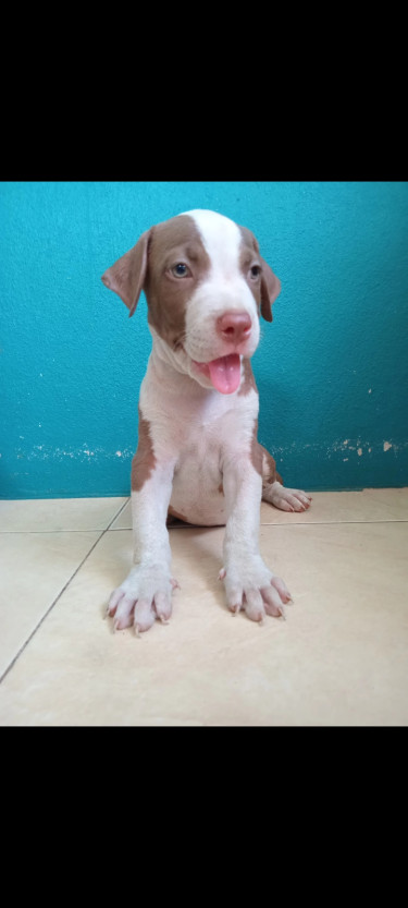 Purebred Pitbull Puppies 