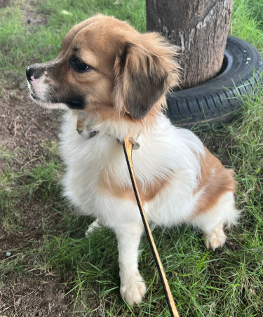 Jamaican Breed Pomeranian Mix Puppies 