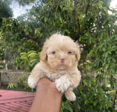 Shihzu Poodle Mix