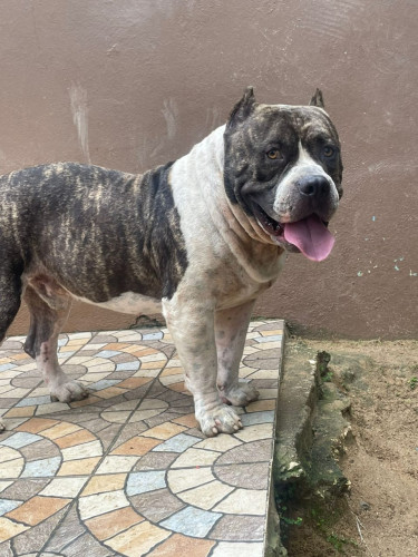 American Bullie 3 Year Old Born October 29 