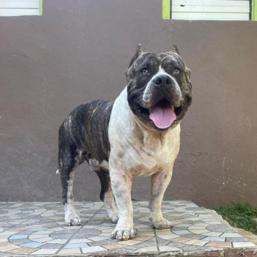 American Bullie 3 Year Old Born October 29 