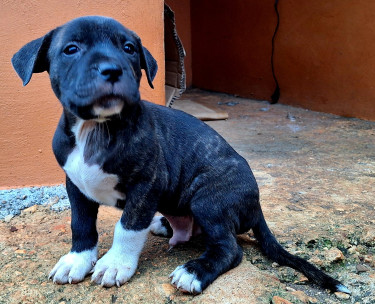 4 American Bully Puppies Christmas Sale