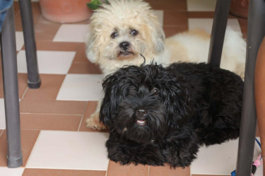 Shihtzu- Pom And Shihtzu Cocker-span Mix For Sale