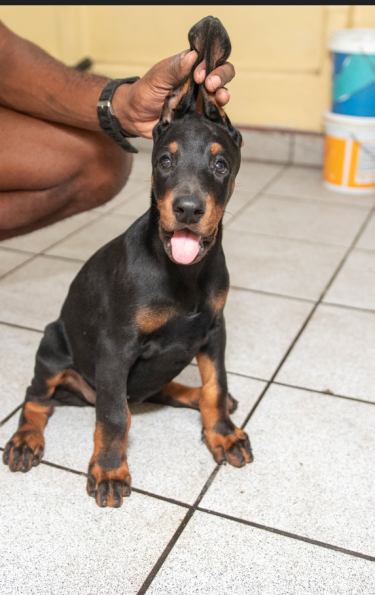 9 Weeks Old Registered Doberman Pups For Sale