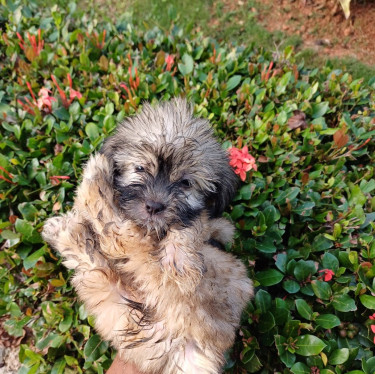 Two Full Bred Shih Tzu Puppies