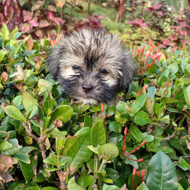 Two Full Bred Shih Tzu Puppies