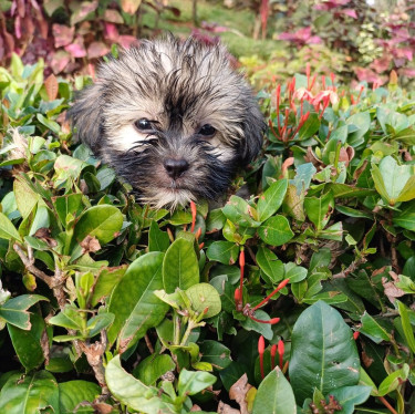 Two Full Bred Shih Tzu Puppies