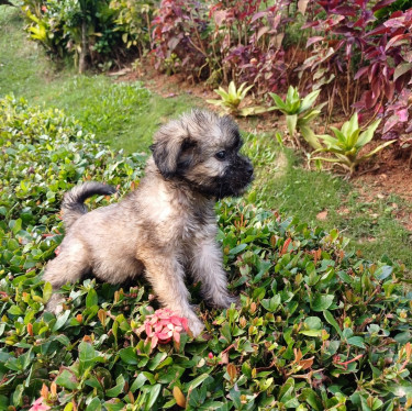 Two Full Bred Shih Tzu Puppies