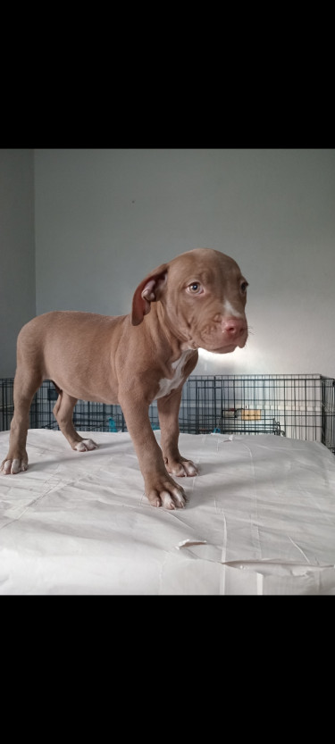 Pitbull Puppies For The Christmas 