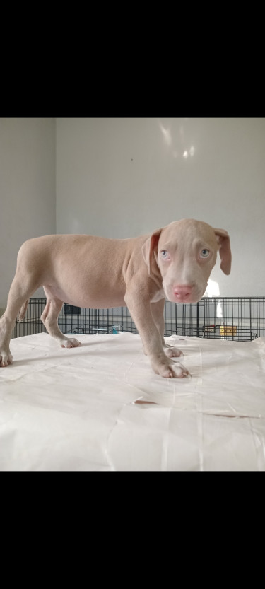 Pitbull Puppies For The Christmas 