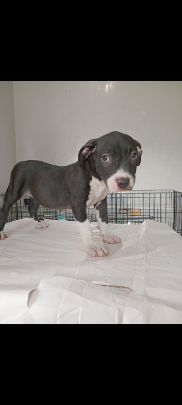 Pitbull Puppies For The Christmas 