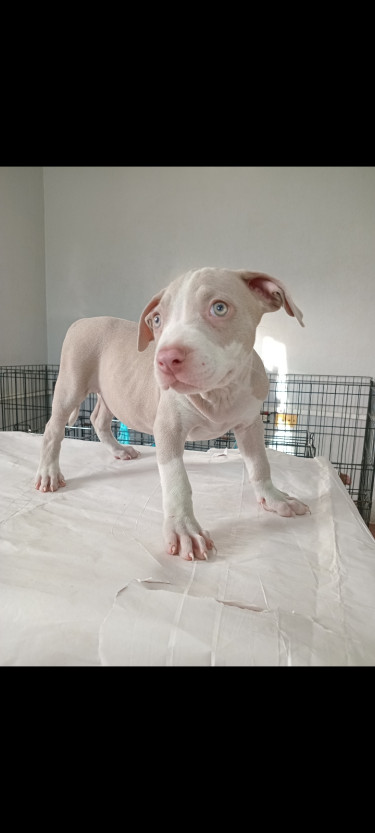 Pitbull Puppies For The Christmas 